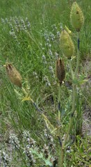 Argemone pleiacantha