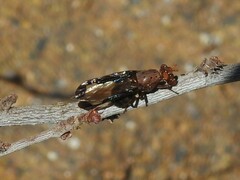 Diacrita costalis