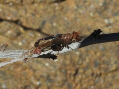Diacrita costalis