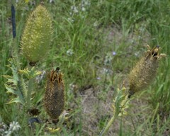 Argemone pleiacantha