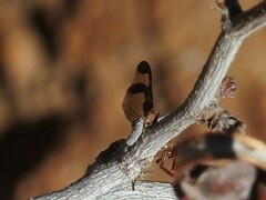 Diacrita costalis