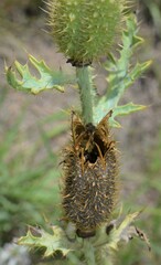 Argemone pleiacantha