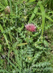 Cirsium ochrocentrum