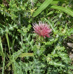 Cirsium ochrocentrum