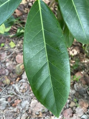 Ficus aurea