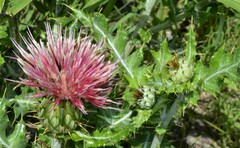 Cirsium ochrocentrum