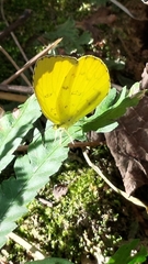 Eurema blanda arsakia