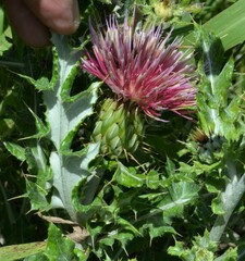Cirsium ochrocentrum