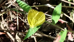 Eurema blanda arsakia