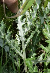 Cirsium ochrocentrum