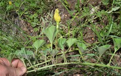 Apodanthera undulata