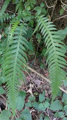 Phegopteris decursive-pinnata