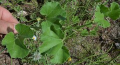 Apodanthera undulata