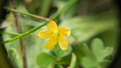 Oxalis stricta