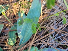 Mimosa microphylla