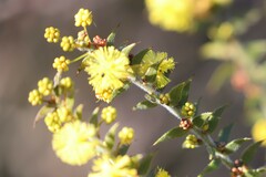 Acacia amblygona