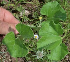 Apodanthera undulata
