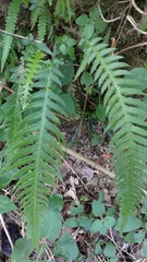 Phegopteris decursive-pinnata