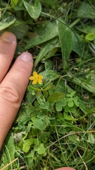 Oxalis stricta