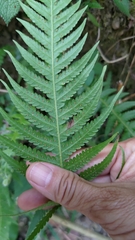 Phegopteris decursive-pinnata
