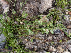 Isolepis levynsiana