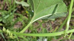 Apodanthera undulata