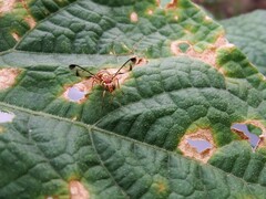 Zeugodacus cucurbitae