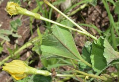 Apodanthera undulata