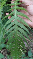 Phegopteris decursive-pinnata