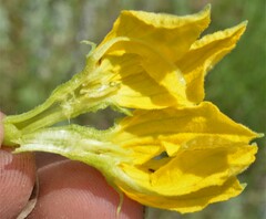 Apodanthera undulata