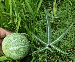 Cucurbita digitata