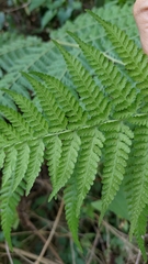 Microlepia speluncae