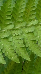 Microlepia speluncae