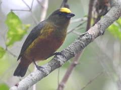 Euphonia gouldi