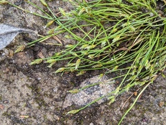 Isolepis