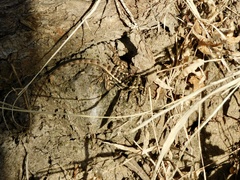 Sceloporus utiformis