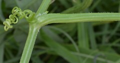 Cucurbita digitata