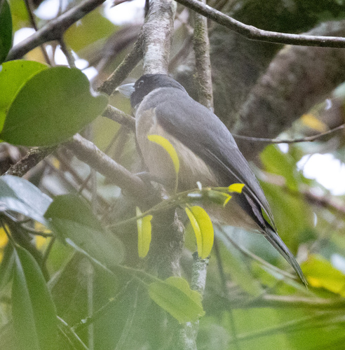 Pollen's Vanga (Xenopirostris polleni), photo 5