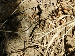 Sceloporus utiformis