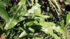 Microsorum punctatum