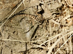 Sceloporus utiformis