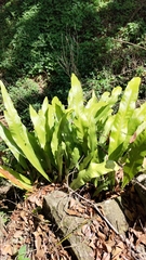 Microsorum punctatum