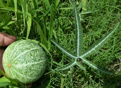 Cucurbita digitata