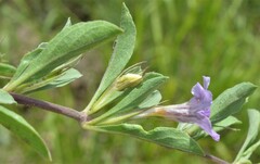 Dyschoriste schiedeana