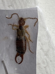 Forficula auricularia