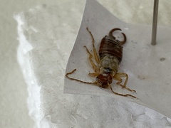 Forficula auricularia