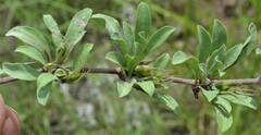 Dyschoriste schiedeana