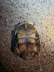 Acanthochelys macrocephala