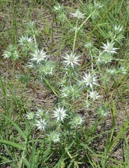 Eryngium heterophyllum