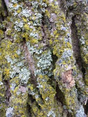 Physcia adscendens